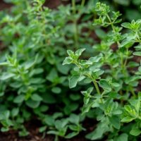 Marjoram 'Sweet' 4" Pot