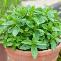 Mint 'Peppermint' 4" Pot