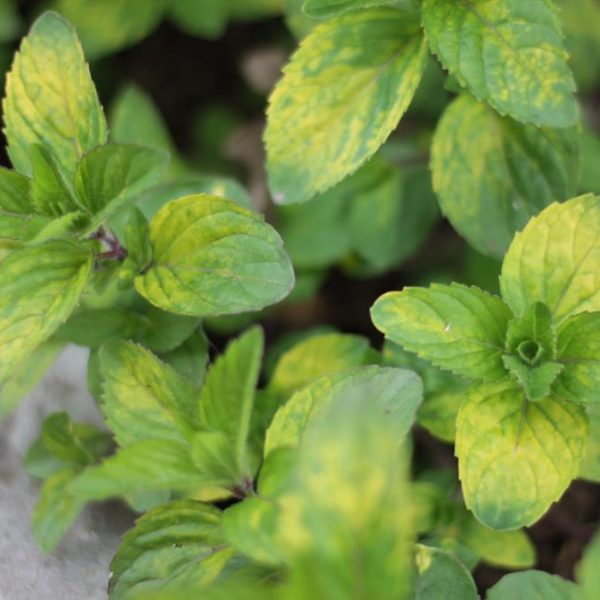 Mint 'Ginger' 4" Pot