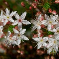 Micromyrtus 'Fringed Heath Myrtle' 6" Pot