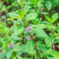 Mint 'Pennyroyal' 4" Pot