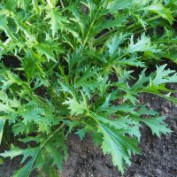 Mizuna 'Japanese Greens' 4" Pot
