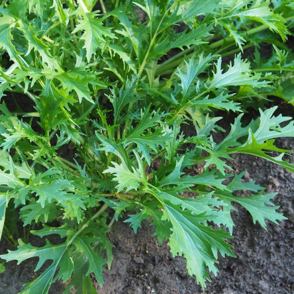Mizuna 'Japanese Greens' 4" Pot