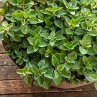 Oregano 'Greek' 4" Pot
