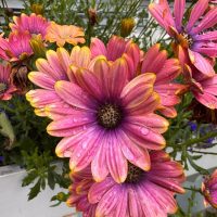 Osteospermum 'Pink Sun' African Daisy 6" Pot