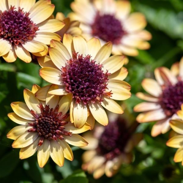 Osteospermum 'Banana Shake' African Daisy