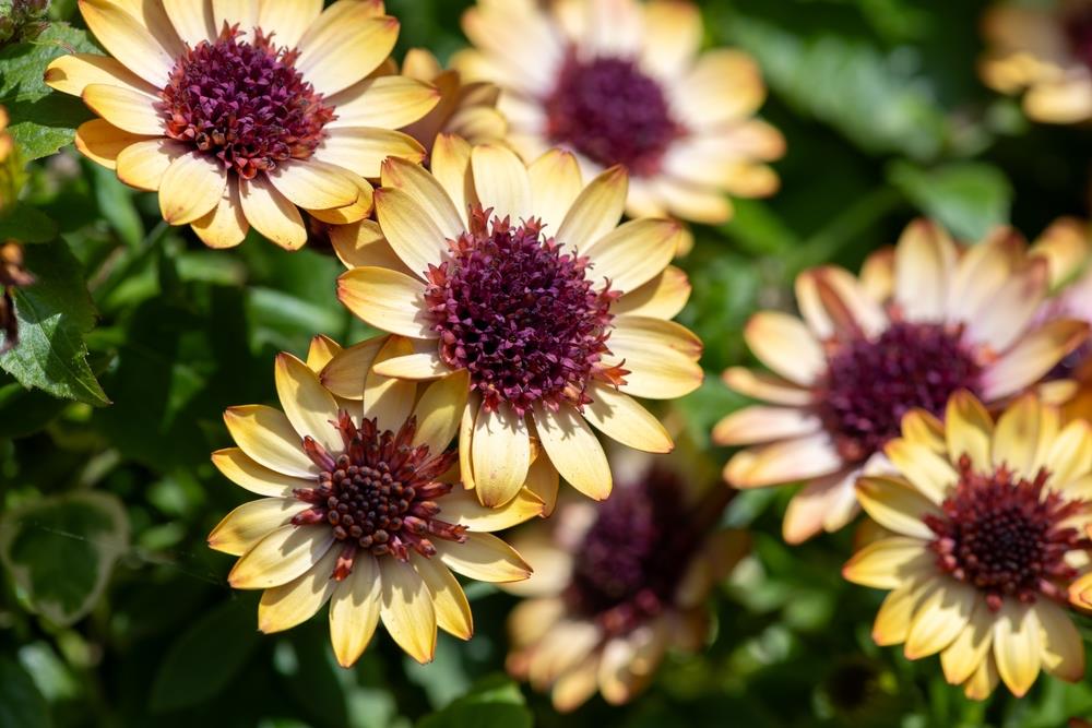Osteospermum 'Banana Shake' African Daisy