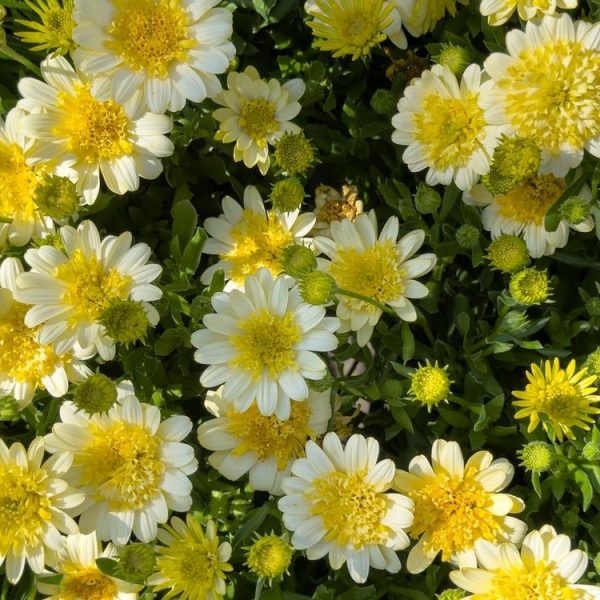 Osteospermum '3D Lemon Ice' African Daisy