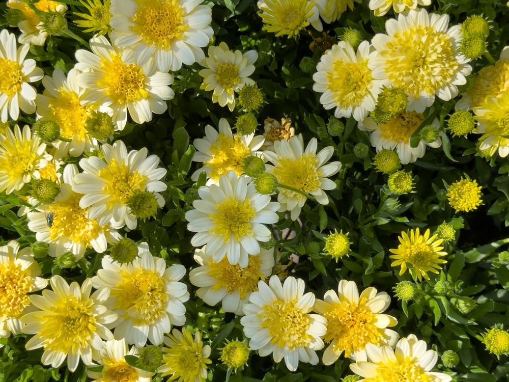 Osteospermum '3D Lemon Ice' African Daisy