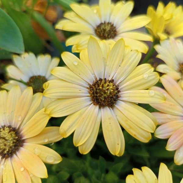 Osteospermum 'Serenity™ Lemonade' African Daisy 6" Pot
