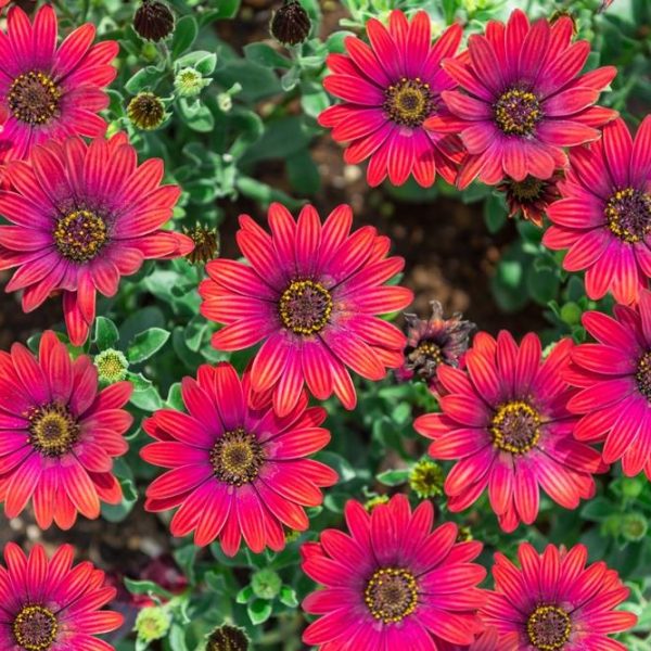 Osteospermum 'Zion Red' African Daisy