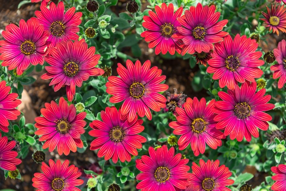 Osteospermum 'Zion Red' African Daisy