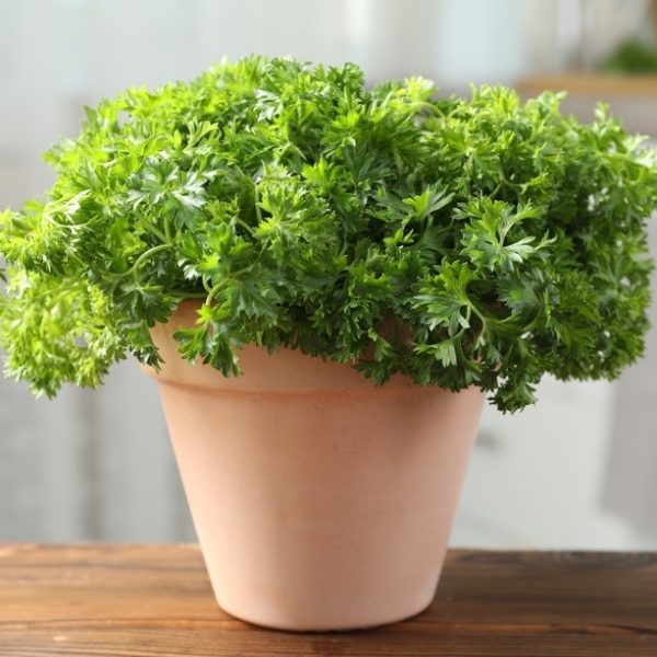 Parsley 'Curly' 4" Pot