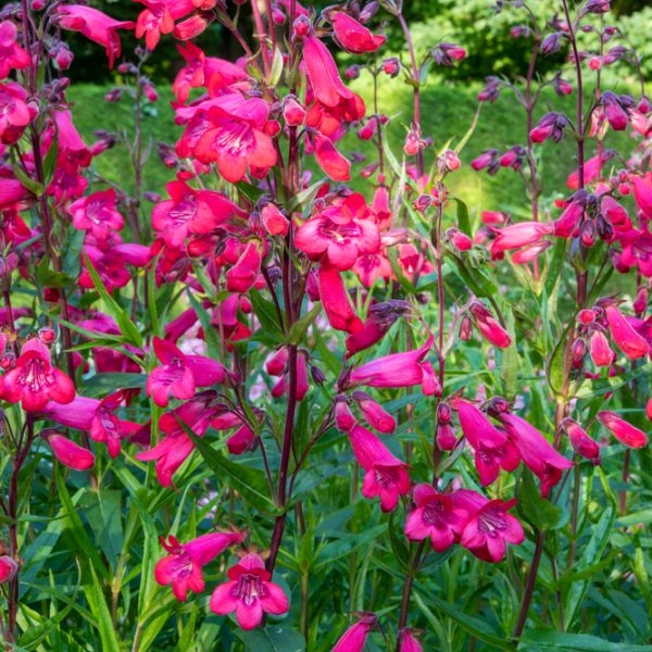 Penstemon 'Firebird' 4" Pot