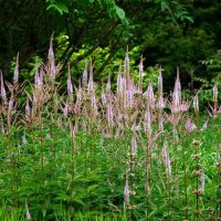 Veronicastrum 'Coen Jansen' 6" Pot
