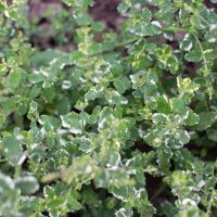 Mint 'Apple Variegated' 4" Pot