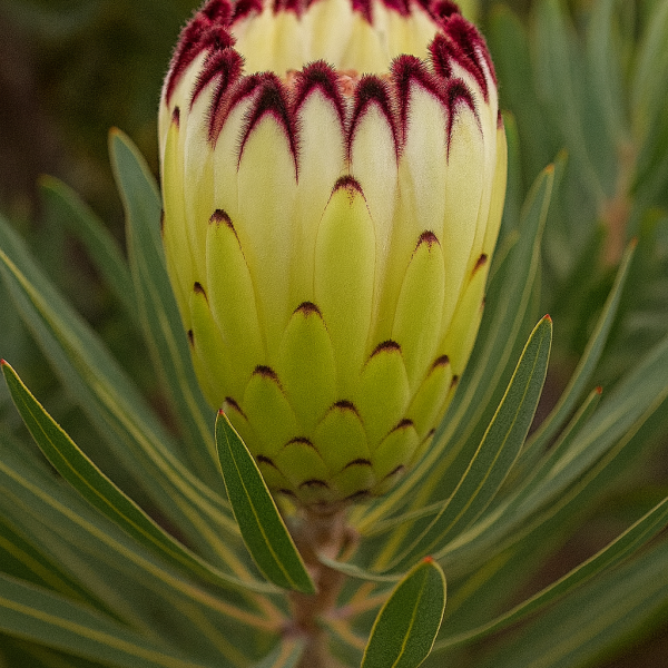 Close-up of Protea 'Limelight' in a 15cm pot, featuring a flower bud with dark red edges and green leaves—ideal for your home or garden.