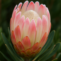A close-up of Protea 'Pink Cream' in a 6" pot, featuring its flower bud surrounded by lush green leaves.