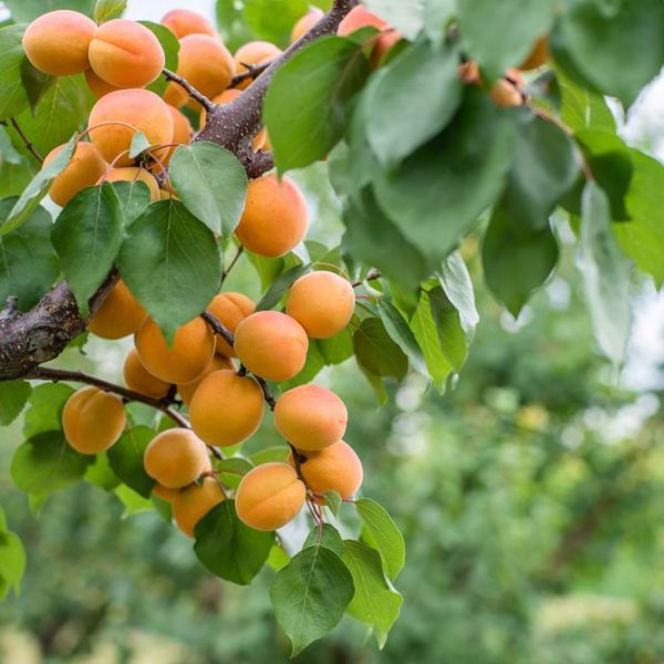 Prunus 'Storey' Apricot