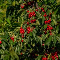 Prunus 'Simone' Cherry