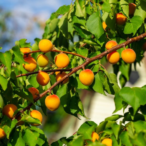 A branch of Prunus 'Trevatt' Apricot Dwarf (Bare Rooted) shows clusters of ripe yellow-orange apricots among green leaves, glowing in the bright sunlight.