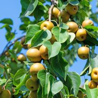 Pyrus 'Nashi Nijisseiki' Pear