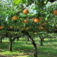 Pyrus 'Nashi Shinsui' Pear 10" Pot