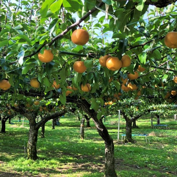 Pyrus 'Nashi Shinsui' Pear 10" Pot