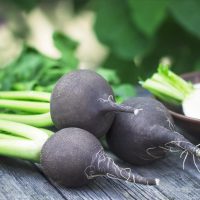 Radish 'Spanish Black' 4" Pot