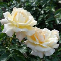 Rose 'Cream Abundance™' Bush Form