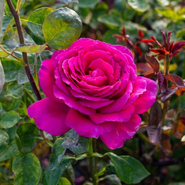Rose 'Für Elise' Bush Form