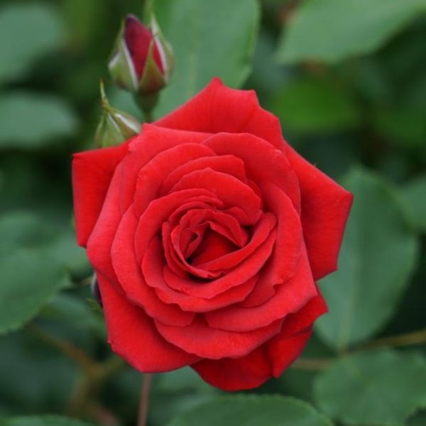 Rose 'Courage™'