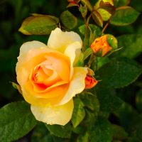 Rose 'Always Remember™' Bush Form