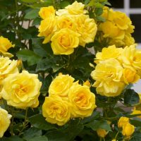 Rose 'Always an Angel™' Bush Form