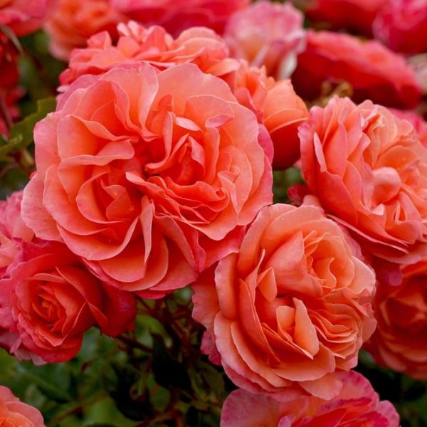 Rose 'Coral Lion's®' Bush Form
