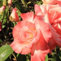 Rose 'Gemini' Bush Form