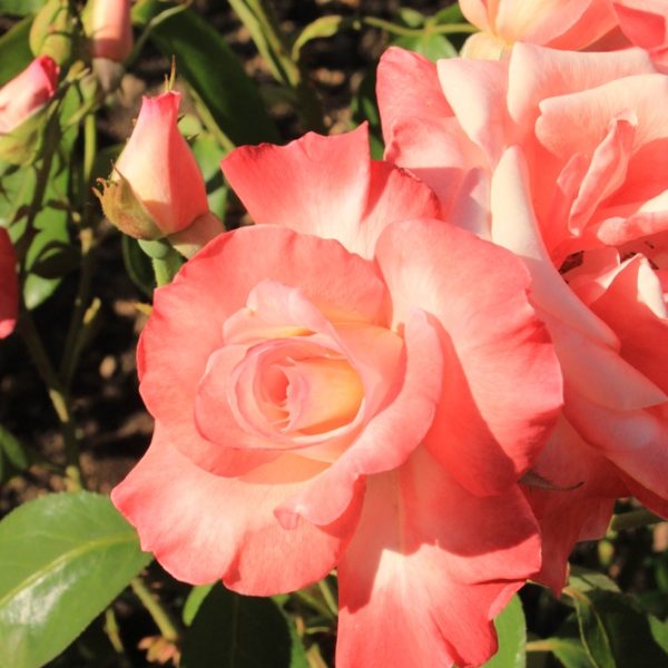 Rose 'Gemini' Bush Form