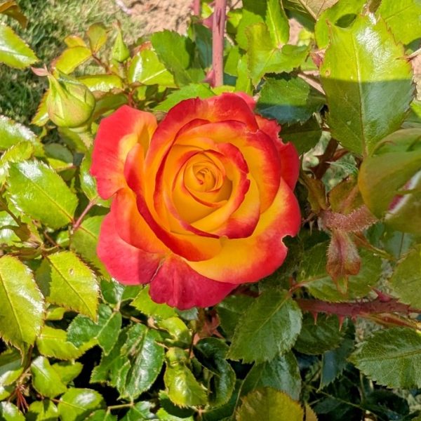Rose 'Ketchup and Mustard' Bush Form