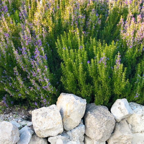 Rosmarinus 'Blue Lagoon' Rosemary