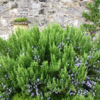 Rosmarinus 'Tuscan Blue' Rosemary