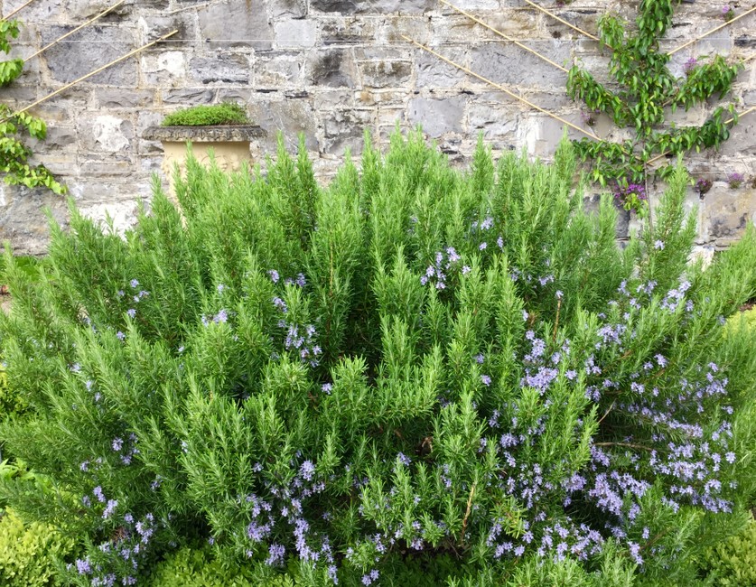 Rosmarinus 'Tuscan Blue' Rosemary
