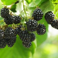 Rubus 'Chester' Blackberry