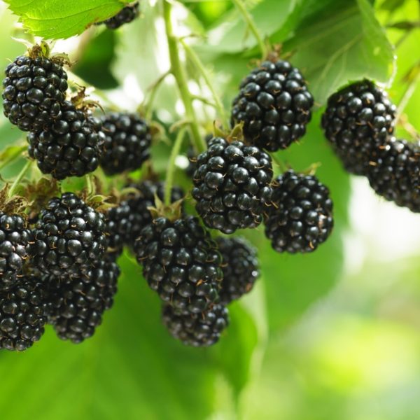 Rubus 'Chester' Blackberry