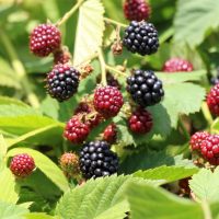Rubus 'Thornless' Blackberry 8" Pot