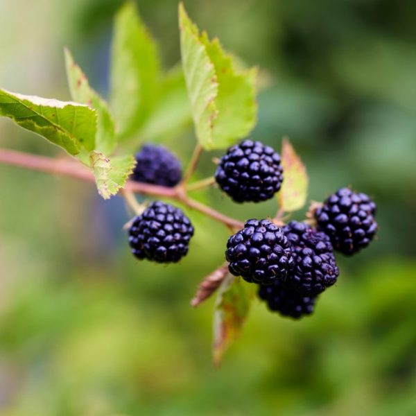 Rubus 'Waldo' Blackberry 6" Pot
