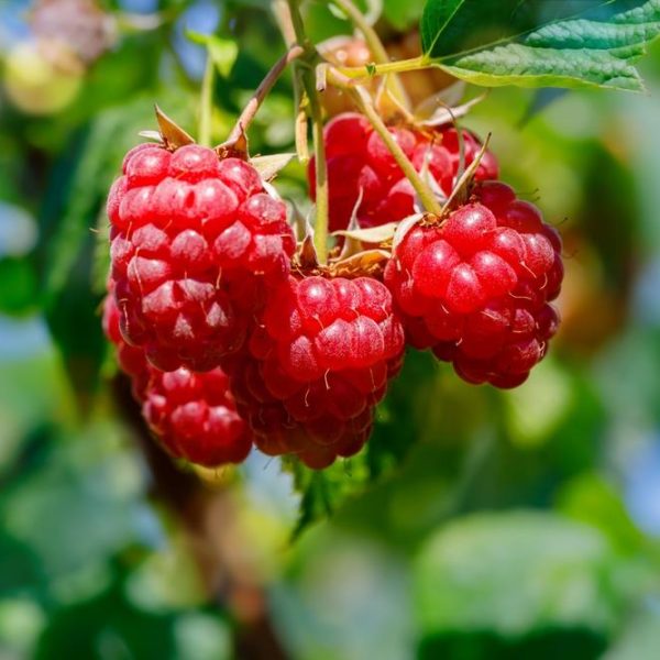 Rubus 'Coho' Raspberry 6" Pot