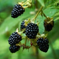 Rubus 'Blackberry' 6" Pot