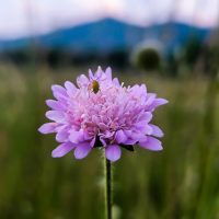 Scabiosa 'Powder Puff Perfection' Pincushion 6" Pot