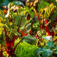 Silverbeet 'Ruby Chard' 4" Pot