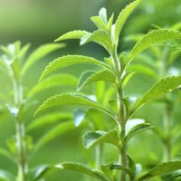 Stevia 'Sugar Herb' 4" Pot